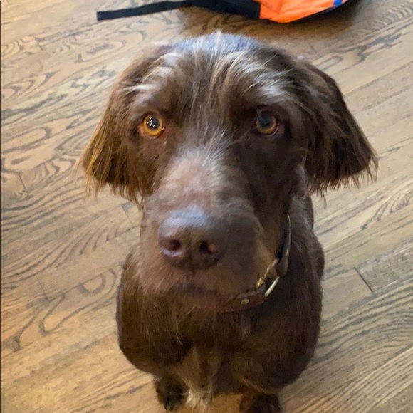 Meet your Posher, Dan - Picture 1 of 1